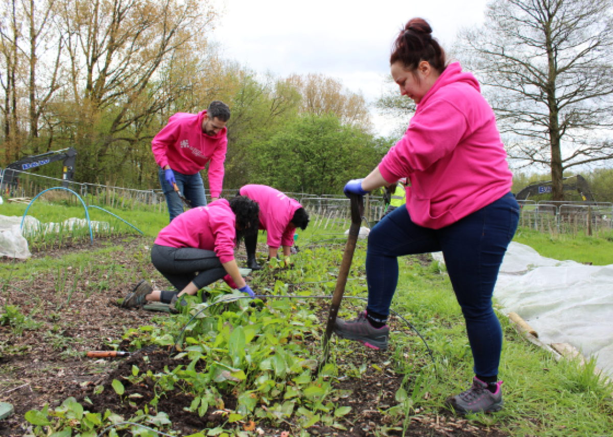 four people wearing bright pink hoodies digging in a community garden